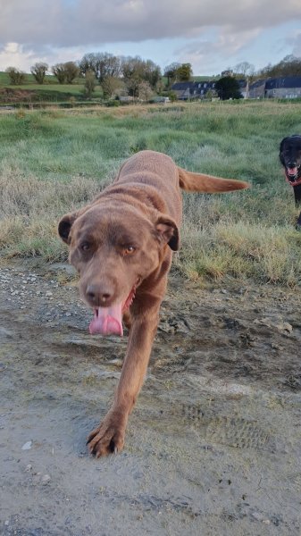 Cani Shanti - Educateur comportementaliste canin - photo 2