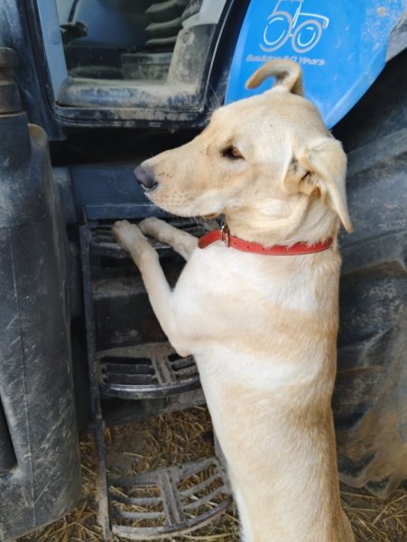 Cani Shanti - Educateur comportementaliste canin - photo 3