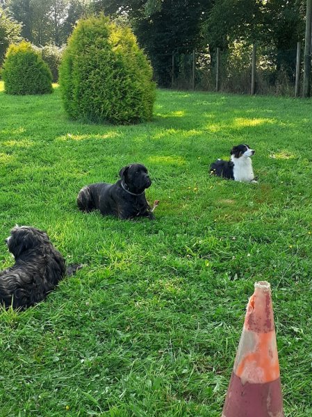 Carhaix Sports Canins - photo 2