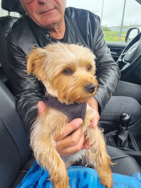 Tendance Canine - photo 2