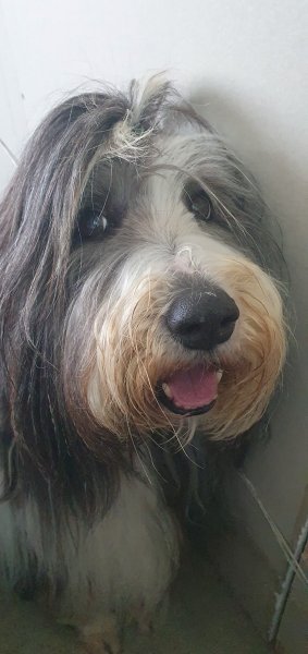 Léa Sensi Ostéopathie Animale (bovins, équins, canins, nacs) - photo 2