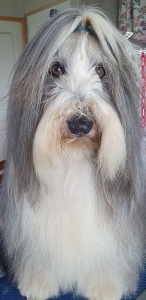 Léa Sensi Ostéopathie Animale (bovins, équins, canins, nacs) - photo 3