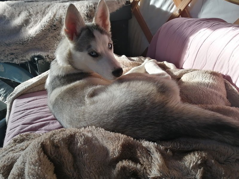 Educateur canin, éducateur pour chiens, éthologue, éthologie, comportementaliste - Bretagne Morbihan - Anaïs Cauchard