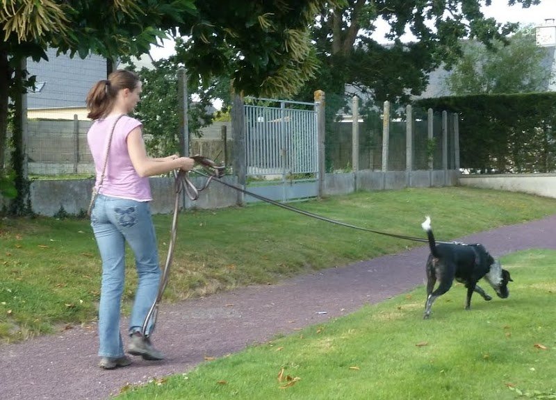 Club d'Education Canine du Lorinou - photo 3