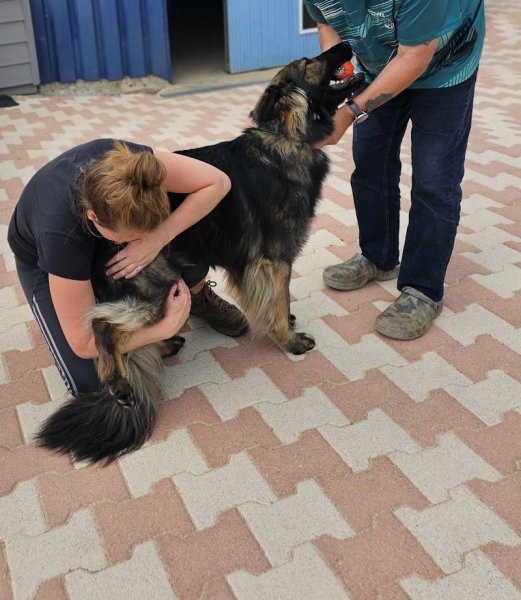 Ostéopathe Kinésiologue Animalier Equin, Canin, Félin, Bovin - Lemarié lucille - photo 2