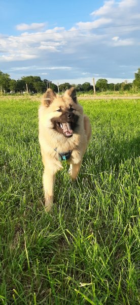 Ostéopathe Kinésiologue Animalier Equin, Canin, Félin, Bovin - Lemarié lucille - photo 3