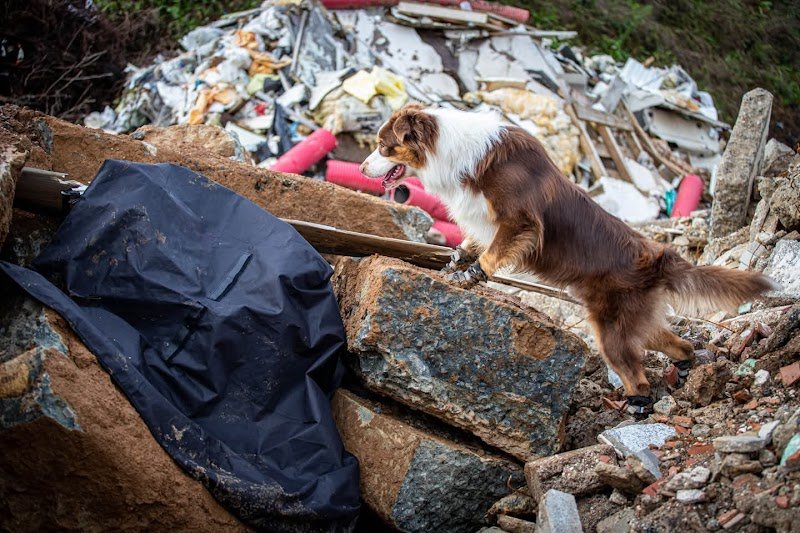 Dog's Learning - photo 2