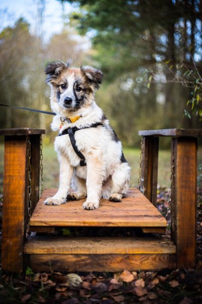 Dog's Learning - photo 3