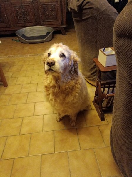 Salon de toilettage "O' Confort Canin" - photo 2