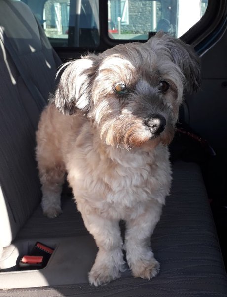 Salon de toilettage "O' Confort Canin" - photo 3