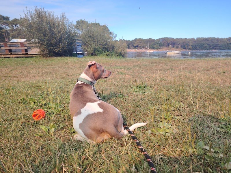 Ramène ta truffe - éducateur comportementaliste