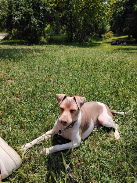 Ramène ta truffe - éducateur comportementaliste - photo 2