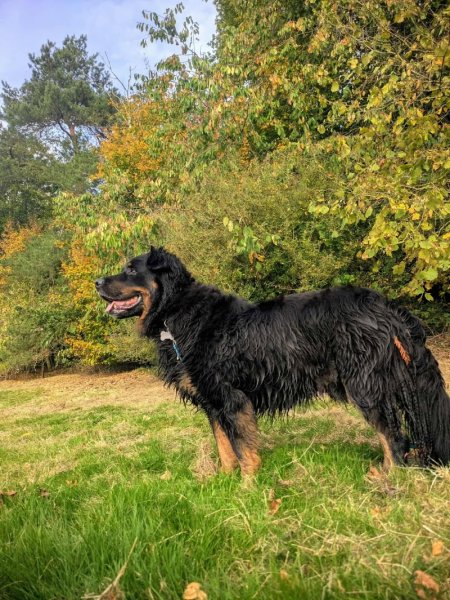 Ramène ta truffe - éducateur comportementaliste - photo 3