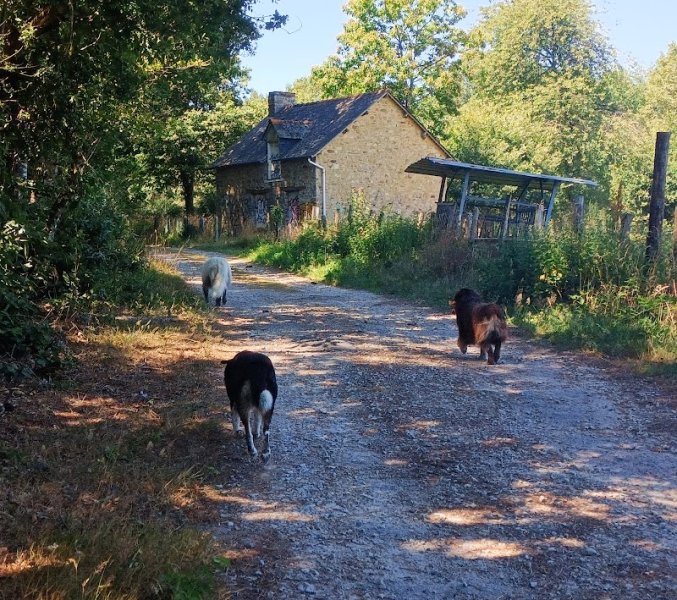 Le chemin du chien