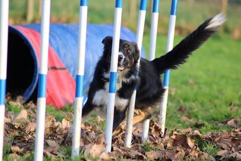 Club d'Éducation et Sport Canin Montalbanais (ESCM) - photo 2