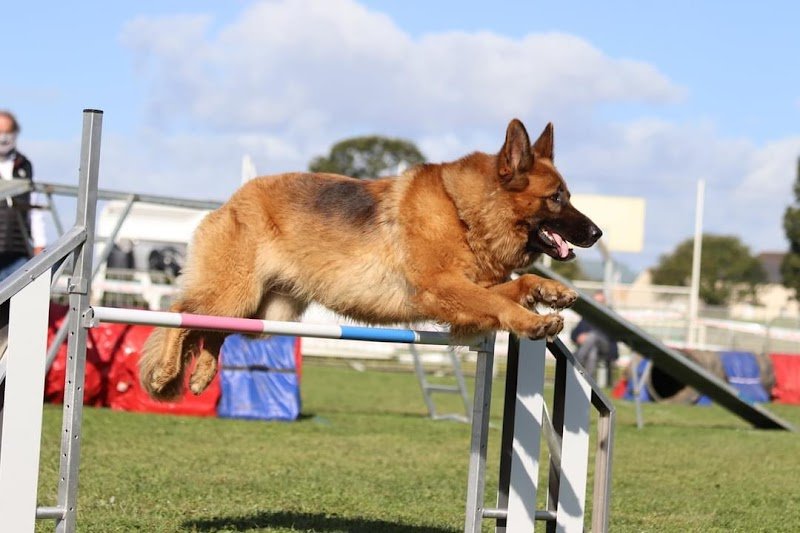 Club d'Éducation et Sport Canin Montalbanais (ESCM) - photo 3