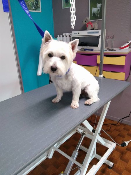 Salon Toilettage Au Bonheur Canin - photo 2
