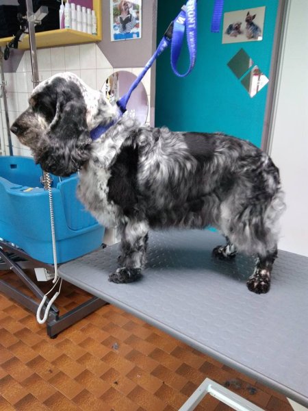 Salon Toilettage Au Bonheur Canin - photo 3
