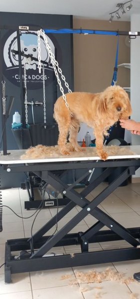 Chic & Dogs - photo 2