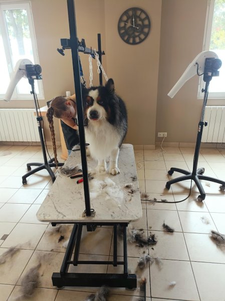 Chic & Dogs - photo 3