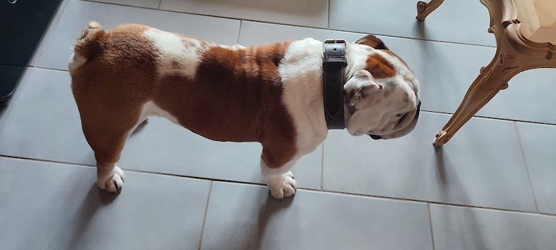 Histoires De Chiens - photo 2