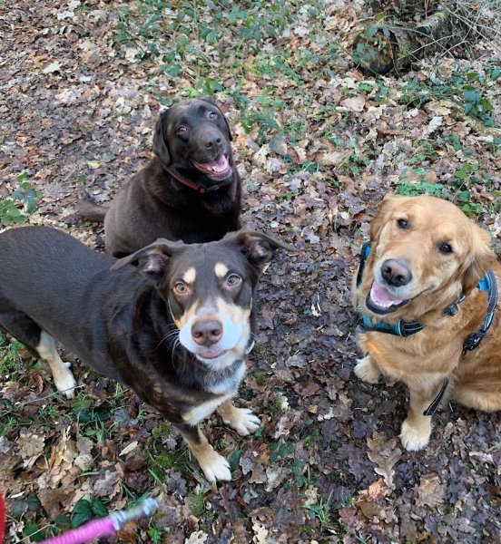 Au petit canin - photo 2