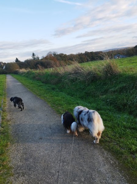 Au petit canin - photo 3