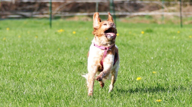 K9 Campus - Kreiz Y Dog