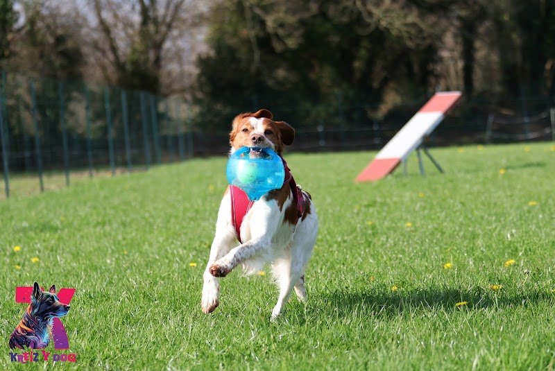 K9 Campus - Kreiz Y Dog - photo 2