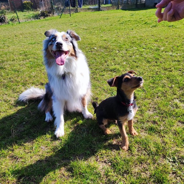 Fusion Animale - Éducateur Canin Comportementaliste Animalier