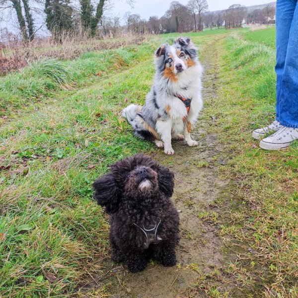 Fusion Animale - Éducateur Canin Comportementaliste Animalier - photo 2