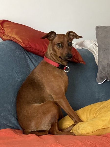 Fusion Animale - Éducateur Canin Comportementaliste Animalier - photo 3