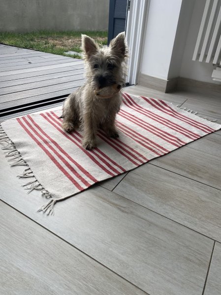 Fesson éducation - éducateur canin - photo 1