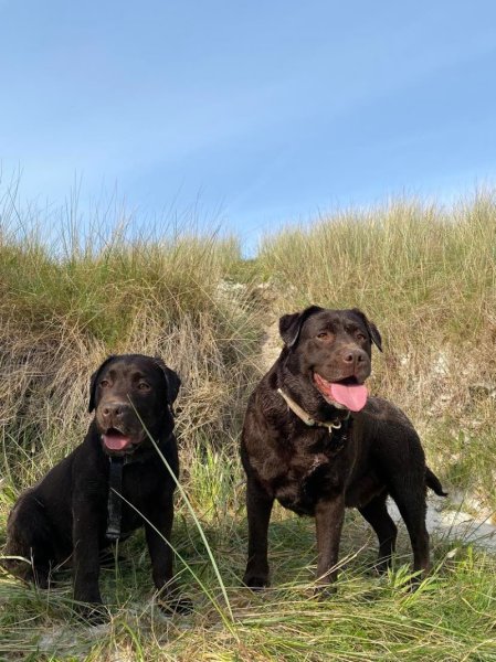 Fesson éducation - éducateur canin - photo 2
