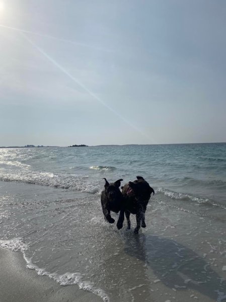 Fesson éducation - éducateur canin - photo 3