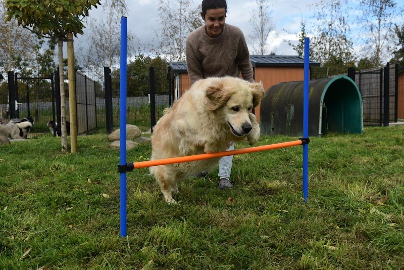 La Colo de Maestro - pension canine - photo 2