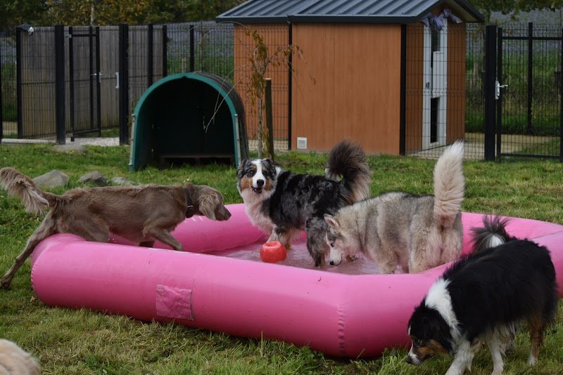 La Colo de Maestro - pension canine - photo 3