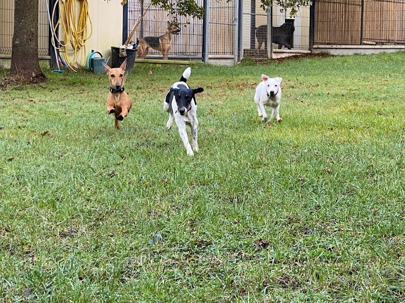 Village Vacances Félin et Canin - photo 3