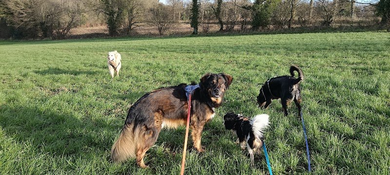 Fée pour félin et canin - photo 2