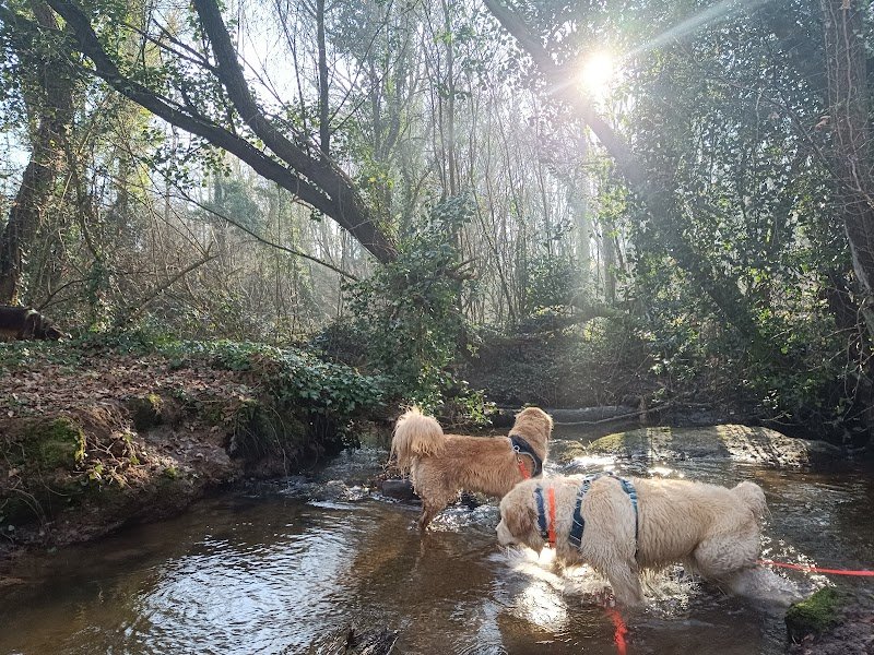 Fée pour félin et canin - photo 3