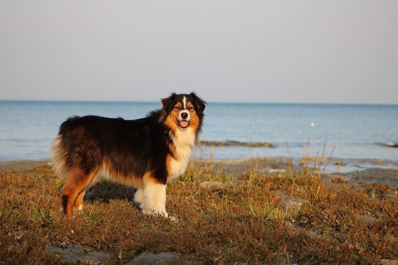 Shanny Dog Education - photo 1