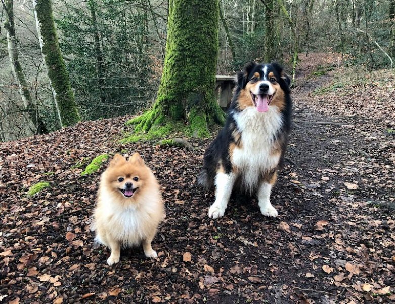 Shanny Dog Education - photo 2