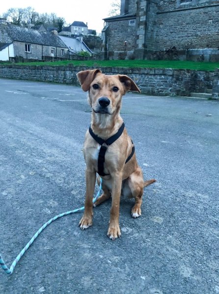 Shanny Dog Education - photo 3