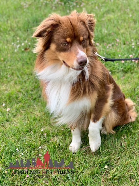 Éducateur Canin L'Academie Des Chiens - Finistère - photo 2