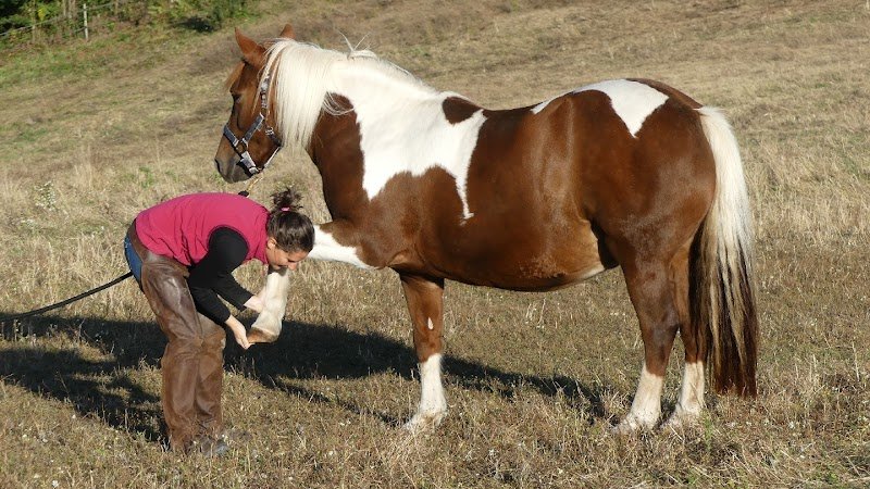 Diane Derrien Ostéopathe equin canin félin bovin