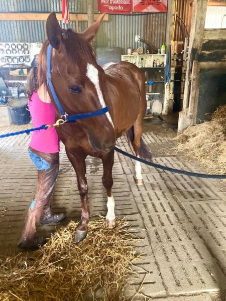 Diane Derrien Ostéopathe equin canin félin bovin - photo 2