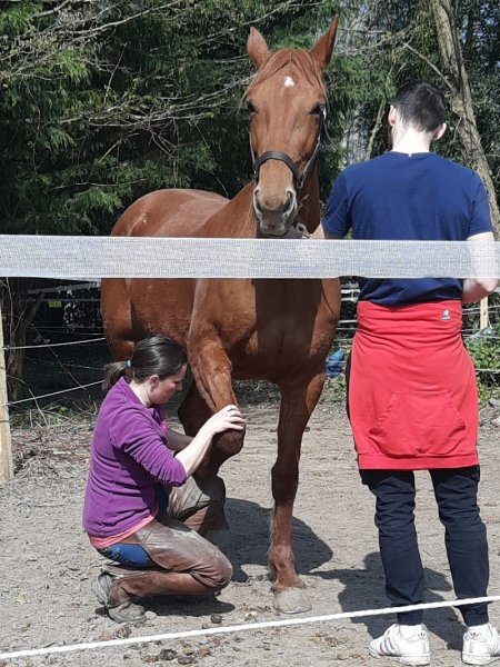 Diane Derrien Ostéopathe equin canin félin bovin - photo 3
