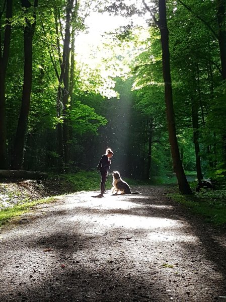 Dog'O Poil - Education canine