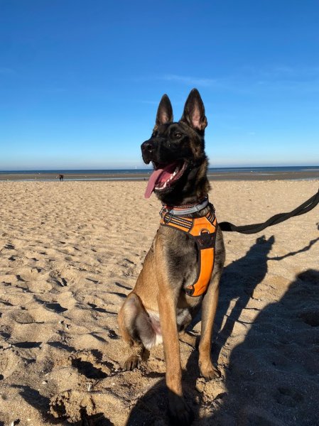 Dog'O Poil - Education canine - photo 2