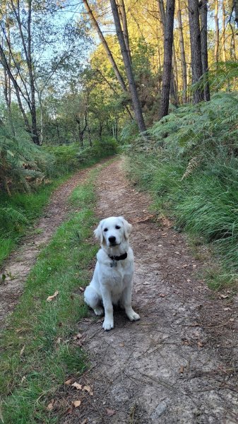 Dog'O Poil - Education canine - photo 3